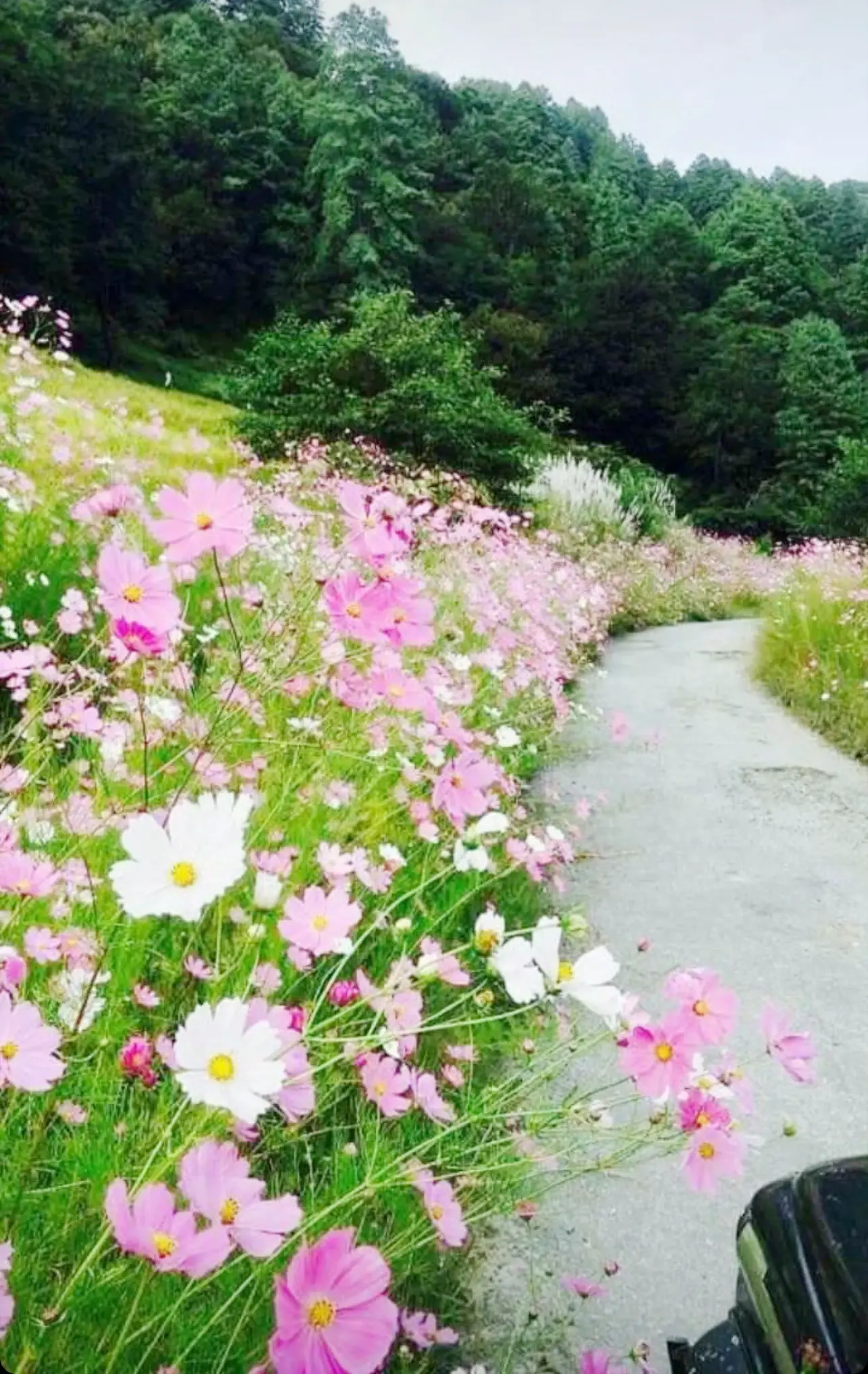 Flower road nature view near Rikya Retreat